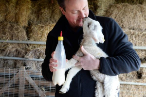 On Easter Sunday, British PM shared photos of himself feeding lambs via Twitter. <br/>Twitter /David Cameron