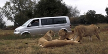 Lions Kill American Tourist