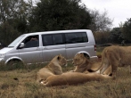 Lions Kill American Tourist