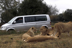 A visitor photographs lions at the Lion Park near Johannesburg, on June 10, 2010. Photo: Reuters <br/>