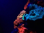 Red Sea Rainbow Corals