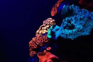 Fluorescence of corals found in mesophotic reefs of the Red Sea. Credit: Jörg Wiedenmann, University of Southampton <br/>