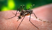 Mosquito Carrying West Nile Virus in California