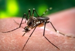 Mosquito Carrying West Nile Virus in California