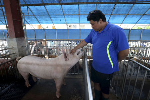 Pig farm owner Sam Wang pats a pig during a demonstration of the use of an iSperm kit in Yunlin, central Taiwan, Taiwan, July 13, 2015. Taiwanese start-up Aidmics is hoping to cash in on the $40 billion global human fertility market with an iPad compatible gadget it calls iSperm. Aidmics initially developed the product to help livestock farmers, but founder Agean Lin now plans to seek U.S. Food and Drug Administration approval next year to expand its use to men. Picture taken July 13, 2015. REUTERS/Edward Lau <br/>