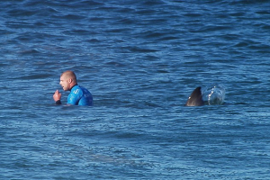 A great white shark approaches Mick Fanning. <br/>Getty Images/AFP