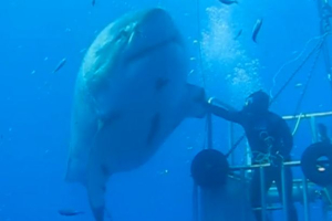The Largest Great White in the world at 20 feet long <br/>