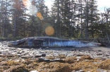 Whales are washing up on Alaskan Beaches.