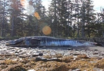 Whales are washing up on Alaskan Beaches.
