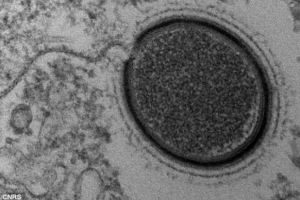 This virus was frozen for many years. <br/>CNRS