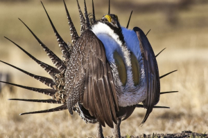 An undated handout provided by the U.S. Bureau of Land Management shows the file photo of a sage grouse. A long-simmering debate in the American West over the imperiled ground-dwelling bird the size of a chicken was headed for climax on September 22, 2015, with the Obama administration expected to unveil a conservation plan lacking Endangered Species Act protections. REUTERS/Bob Wick/BLM/Handout via Reuters/Files <br/>