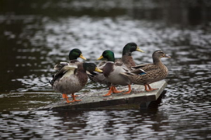 Mallard Ducks find a high spot along the flooded area along Waccamaw Lake Drive in Conway, South Carolina October 6, 2015.  <br/>REUTERS/Randall Hill