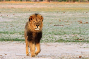 Cecil the lion <br/>Wikipedia