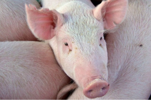 Researchers hope to raise gene-edited pigs for organ transplants. <br/>AP photo