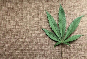 A marijuana leaf is displayed at Canna Pi medical marijuana dispensary in Seattle, Washington, November 27, 2012. <br/> REUTERS/Anthony Bolante