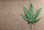 marijuana leaf