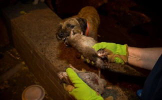Merlin, a Border Terrier, chews on a dead rat, which it killed during an organized rat hunt on New York City's Lower East Side July 25, 2014.  <br/>REUTERS/Mike Segar