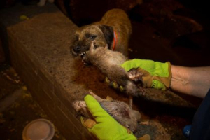 Merlin, a Border Terrier, chews on a dead rat, which it killed during an organized rat hunt on New York City's Lower East Side July 25, 2014.  <br/>REUTERS/Mike Segar