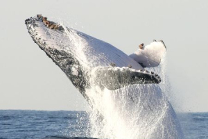 A humpback whale breaches off South Africa's Kwa-Zulu Natal South Coast, in this file photo taken July 9, 2004.  <br/>REUTERS/Mike Hutchings/Files