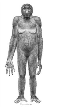 This undated artist's rendering provided by the journal Science shows the probable life appearance in anterior view of Ardipithecus ramidus also known as 'Ardi'. The story of humankind is reaching back another million years with the discovery of 'Ardi,' a hominid who lived in what is now Ethiopia 4.4 million years ago. <br/>(Photo: Science / J.H. Matternes)