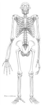 This image provided by the journal Science shows the reconstructed frontal view of the skeleton 'Ardi.' The story of humankind is reaching back another million years with the discovery of 'Ardi,' a hominid who lived in what is now Ethiopia 4.4 million years ago. <br/>(Photo: Science / J.H. Matternes)