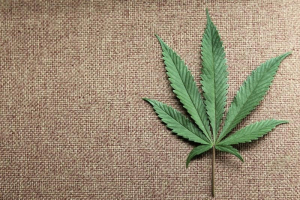 A marijuana leaf is displayed at Canna Pi medical marijuana dispensary in Seattle, Washington, November 27, 2012.  <br/>REUTERS/Anthony Bolante