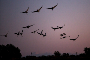 Sandhill cranes land in flooded fields to roost for the night at the Sandhill Crane Reserve near Thornton, California, November 3, 2015.  <br/>Reuters