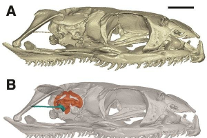 Modern snake skull, with inner ear shown in orange. Credit: Hongyu Yi <br/>