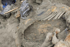 Mammoth remains carbondating to 45,000 years ago and found in Arctic Siberia show signs of hunting injuries premortem and postmortem. The discovery puts humans in the Arctic about 15,000 years earlier than previously thought. <br/>Pitulko et al., Science