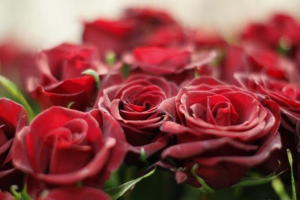 Red roses are pictured in a flower shop the day before Valentine's day in Vienna February 13, 2012. Photo: Reuters <br/>
