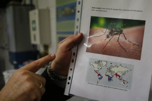A scientist shows a picture of Aedes aegypti mosquitoes inside the International Atomic Energy Agency's (IAEA) insect pest control laboratory in Seibersdorf, Austria, February 10, 2016. REUTERS/Leonhard Foeger <br/>