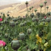 Opium Field
