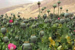 Poppy field in Afghanistan.  <br/>Wikimedia Commons / davric 