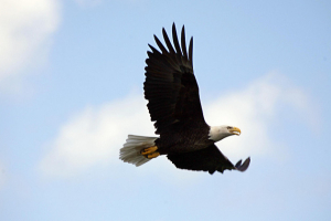 Image of a bald eagle flying. <br/>Flickr/pingnews.com