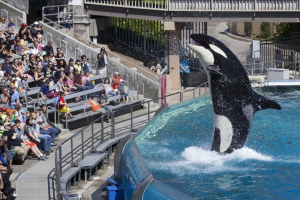 Visitors are greeted by an Orca killer whale as they attend a show featuring the whales during a visit to the animal theme park SeaWorld in San Diego, California March 19, 2014.  <br/>REUTERS/Mike Blake