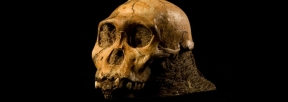 australopithecus-sediba.jpg