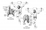 The Anatomical And Physiological Details Of Death By Crucifixion