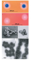 These are images of M. mycoides JCVI-syn1.0 and WT M. mycoides. <br/>Science/AAAS