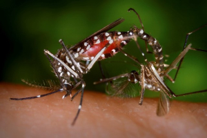  This Aedes albopictus mosquitoes are carriers of Zika virus. President Obama is pushing Congress to allocate bigger funds to stop the outbreak.  <br/>Photo: Reuters