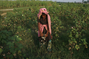 A girl plucks cotton blooms from a field on the outskirts of Faisalabad, Pakistan, August 27, 2015.  <br/>REUTERS/Fayyaz Hussain