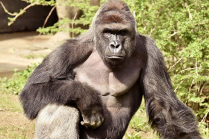 Harambe, a 17-year-old gorilla at the Cincinnati Zoo is pictured in this undated handout photo provided by Cincinnati Zoo. REUTERS/Cincinnati Zoo/Handout via Reuters <br/>
