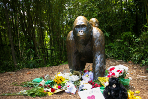 Flowers lay around a bronze statue of a gorilla and her baby outside the Cincinnati Zoo's Gorilla World exhibit, two days after a boy tumbled into its moat and officials were forced to kill Harambe, a 17-year-old Western lowland silverback gorilla, in Cincinnati, Ohio, May 30, 2016. <br/> REUTERS/William Philpott