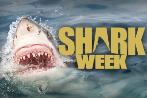 Shark Week 2016. <br/>Discovery Channel