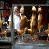 Yulin Dog Meat Festival