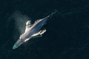 A blue whale surfaces to breathe in an undated picture from the U.S. National Oceanic and Atmospheric Administration (NOAA).  <br/>NOAA/Handout via Reuters