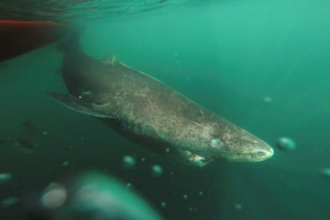 A Greenland shark swims away from a research boat, returning to the deep and cold waters of the Uummannaq Fjord in northwestern Greenland, in this undated handout picture from Julius Nielsen.  <br/>Julius Nielsen/Handout via Reuters
