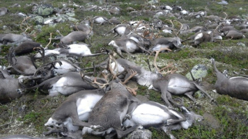 Dead wild reindeer are seen on Hardangervidda in Norway, after lightning struck the central mountain plateau and killed more than 300 of them, in this undated handout photo.  <br/>Haavard Kjoentvedt/Norwegian Nature Inspectorate/NTB Scanpix via REUTERS