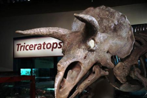 A fifteen-percent larger skull, created through computer scanning and prototyping, graces the new mount of the Smithsonian Institution's Triceratops exhibit in this undated photograph. <br />
<br />
 <br/>Reuters/Smithsonian/ D.E. Hurlbert