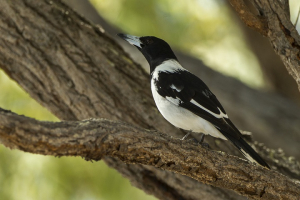 Pied Butcherbird at Kingfisher Park, Queensland <br/>Wikimedia Commons