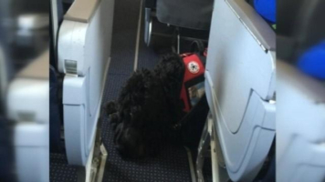 American Airlines apologizes to family for kicking them out because of service dog Chug (pictured inset).  <br/>Cox Media Group Television.